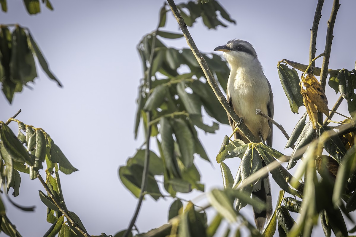 Mangrove Cuckoo - ML631915662