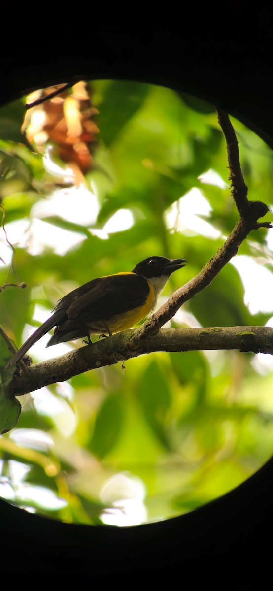 White-throated Shrike-Tanager - ML631915689