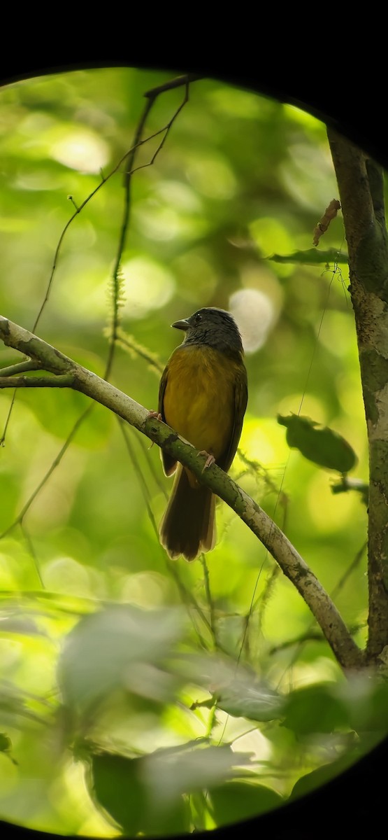 Gray-headed Tanager - ML631915692