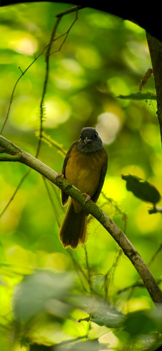 Gray-headed Tanager - ML631915693