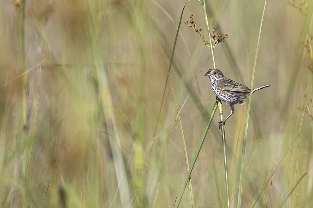 Seaside Sparrow (Cape Sable) - ML631915919