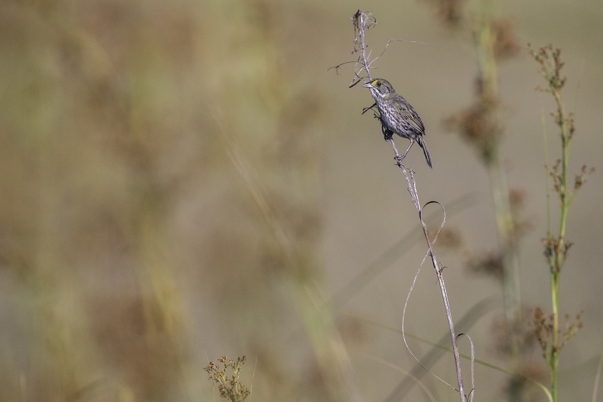 Seaside Sparrow (Cape Sable) - ML631915921