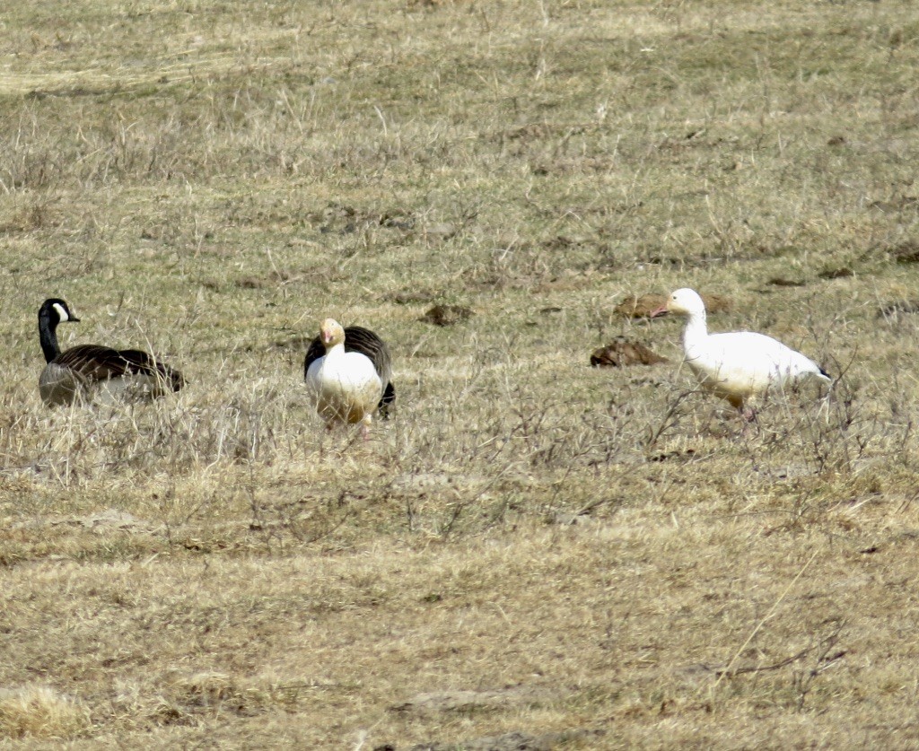 Snow Goose - ML631916049