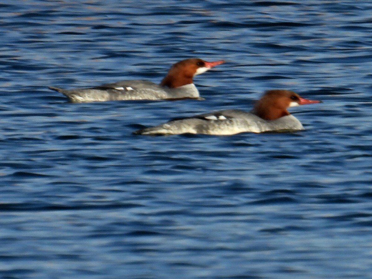 Common Merganser - ML631916064