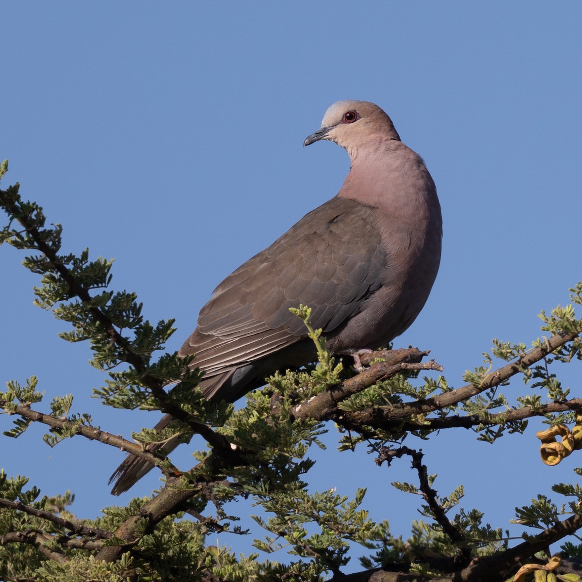 Red-eyed Dove - ML631916079