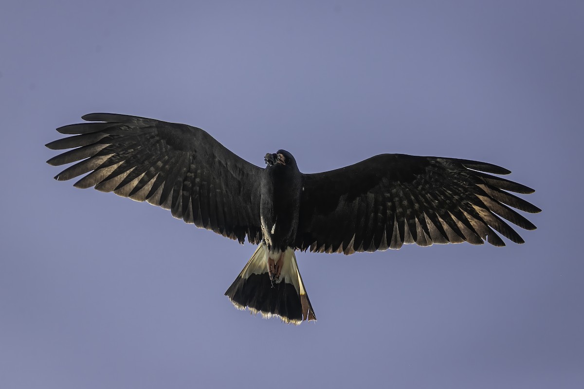 Snail Kite - ML631916177
