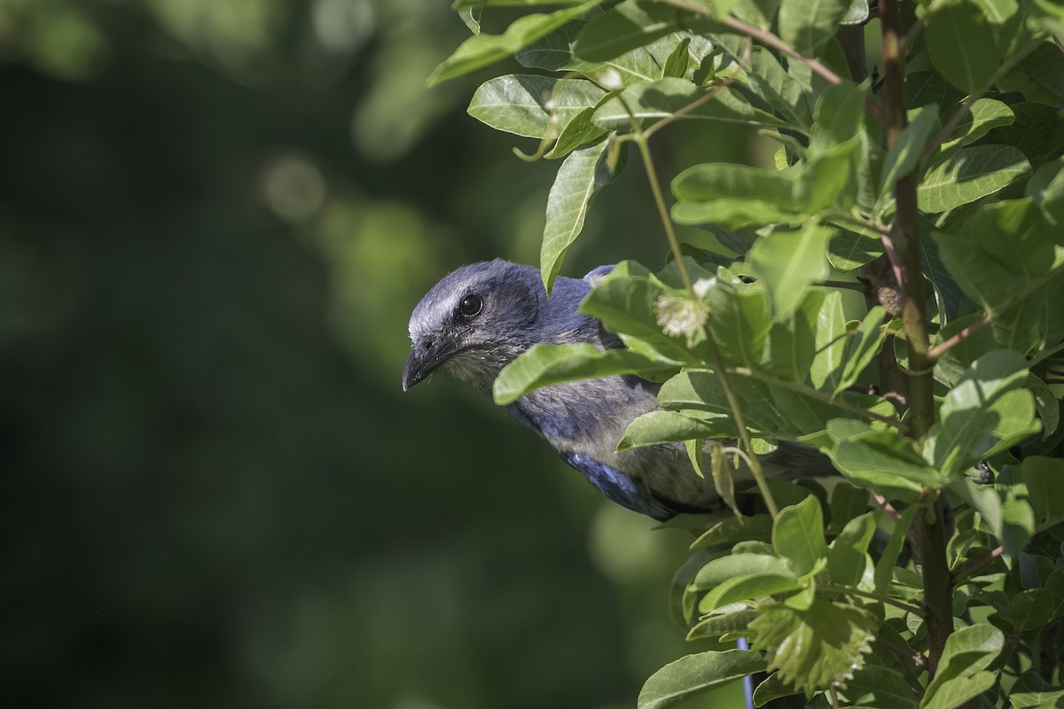 Florida Scrub-Jay - ML631916190