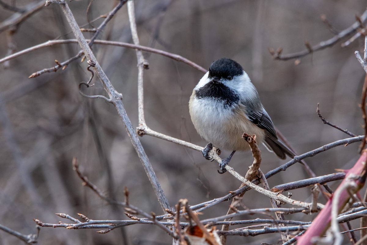Black-capped Chickadee - ML631916214