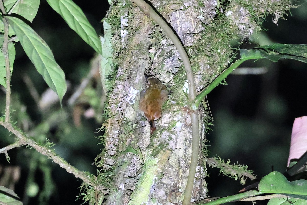 Piping Woodcreeper - ML631916245