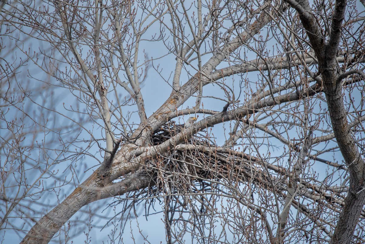 Bald Eagle - ML631916288