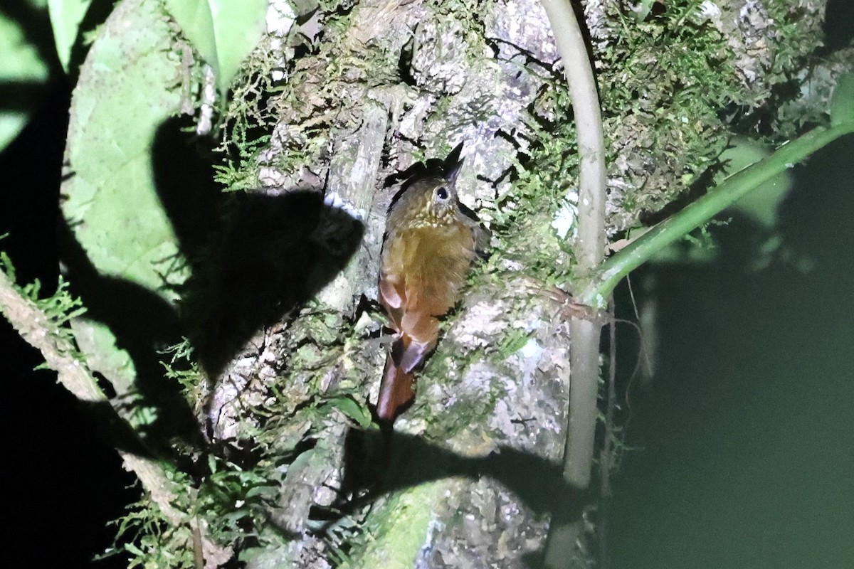 Piping Woodcreeper - ML631916303