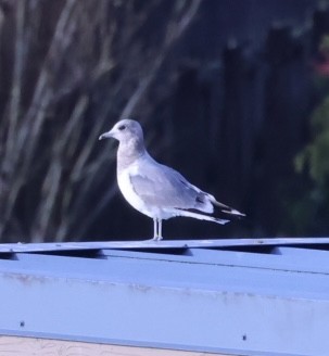 Short-billed Gull - ML631916549