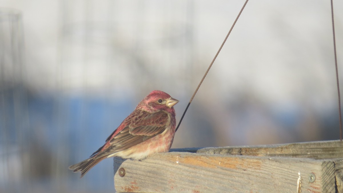 Purple Finch - ML631916661