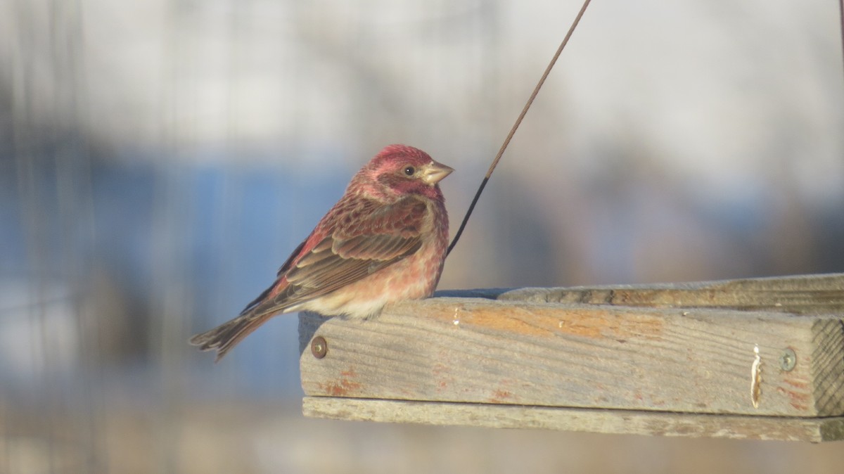 Purple Finch - ML631916666
