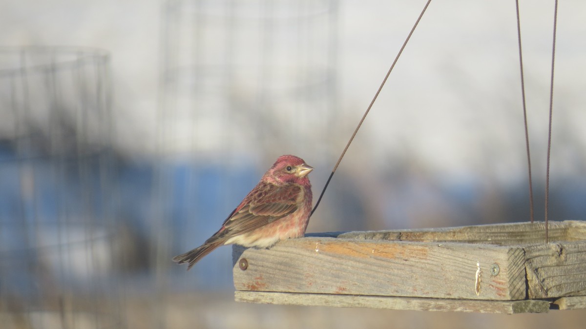 Purple Finch - ML631916667