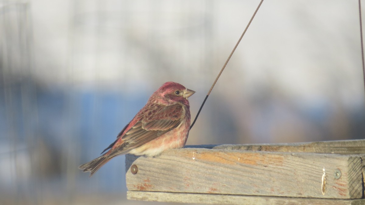 Purple Finch - ML631916668