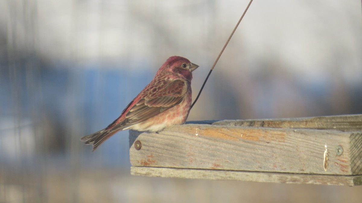 Purple Finch - ML631916669