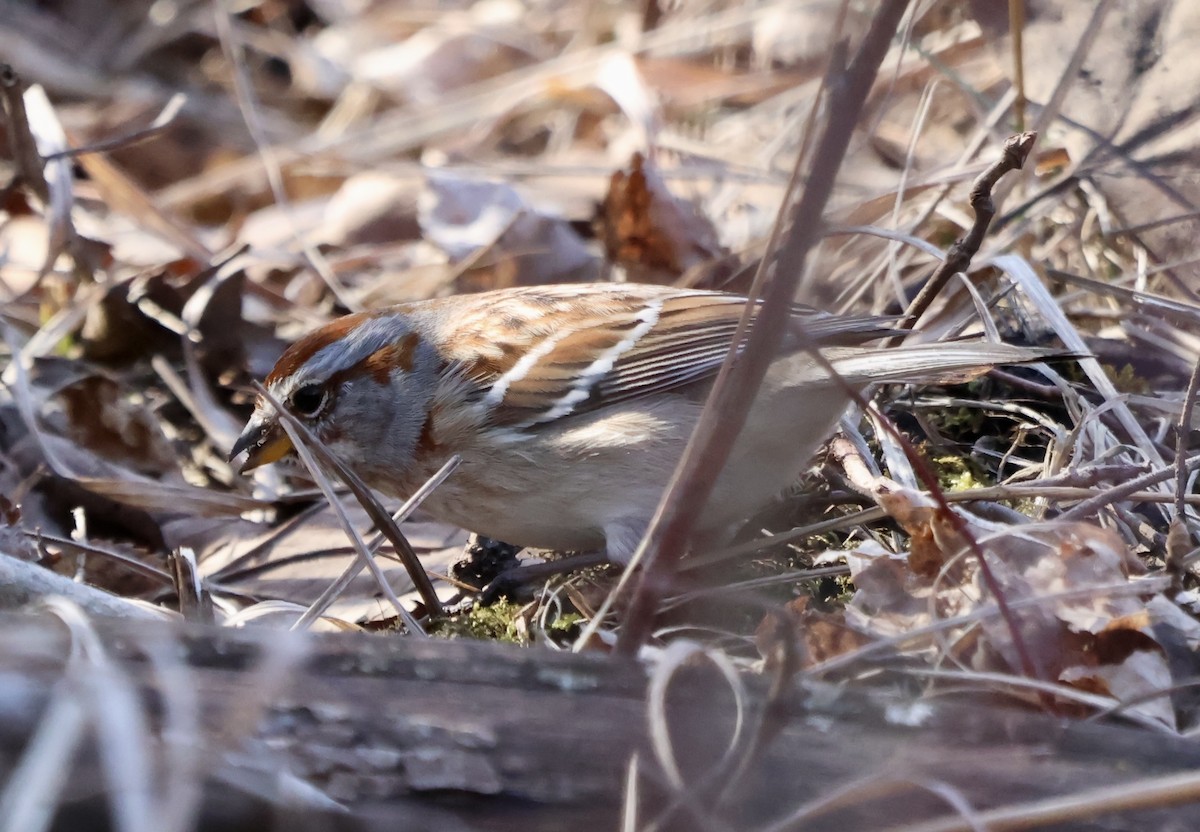American Tree Sparrow - ML631916680
