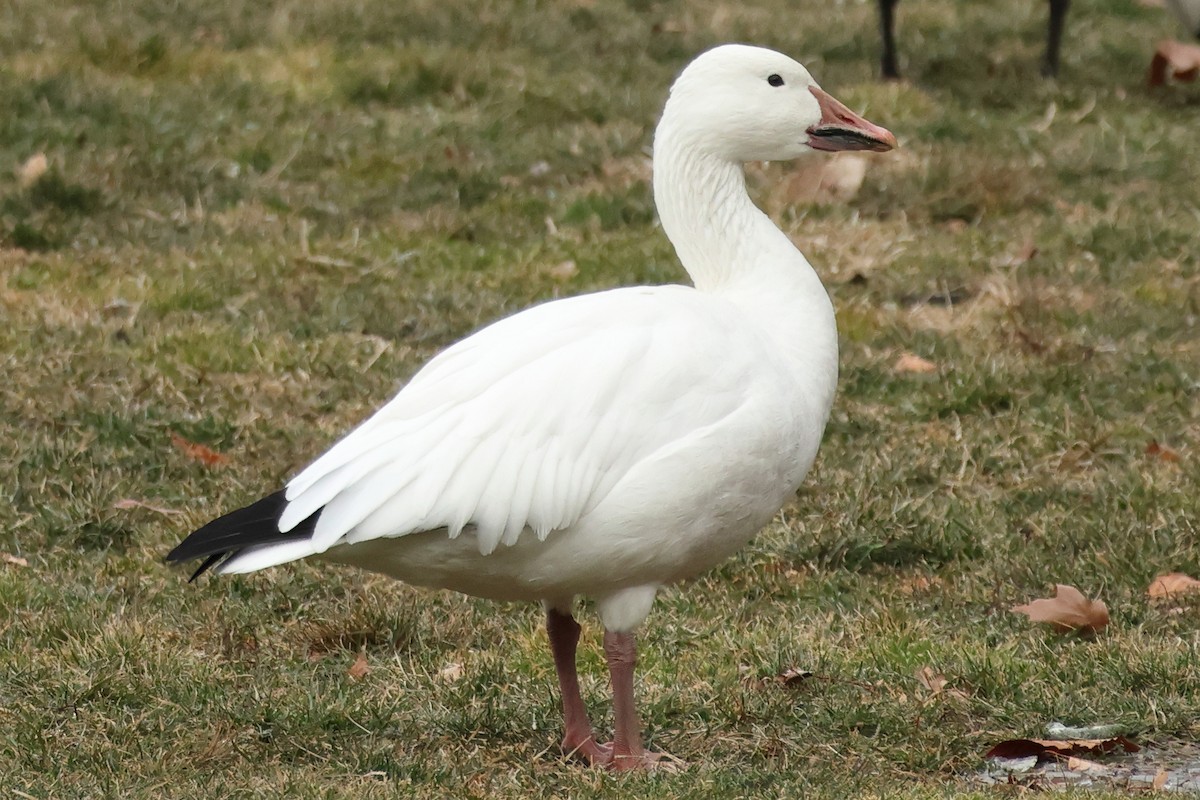 Snow Goose - ML631916784