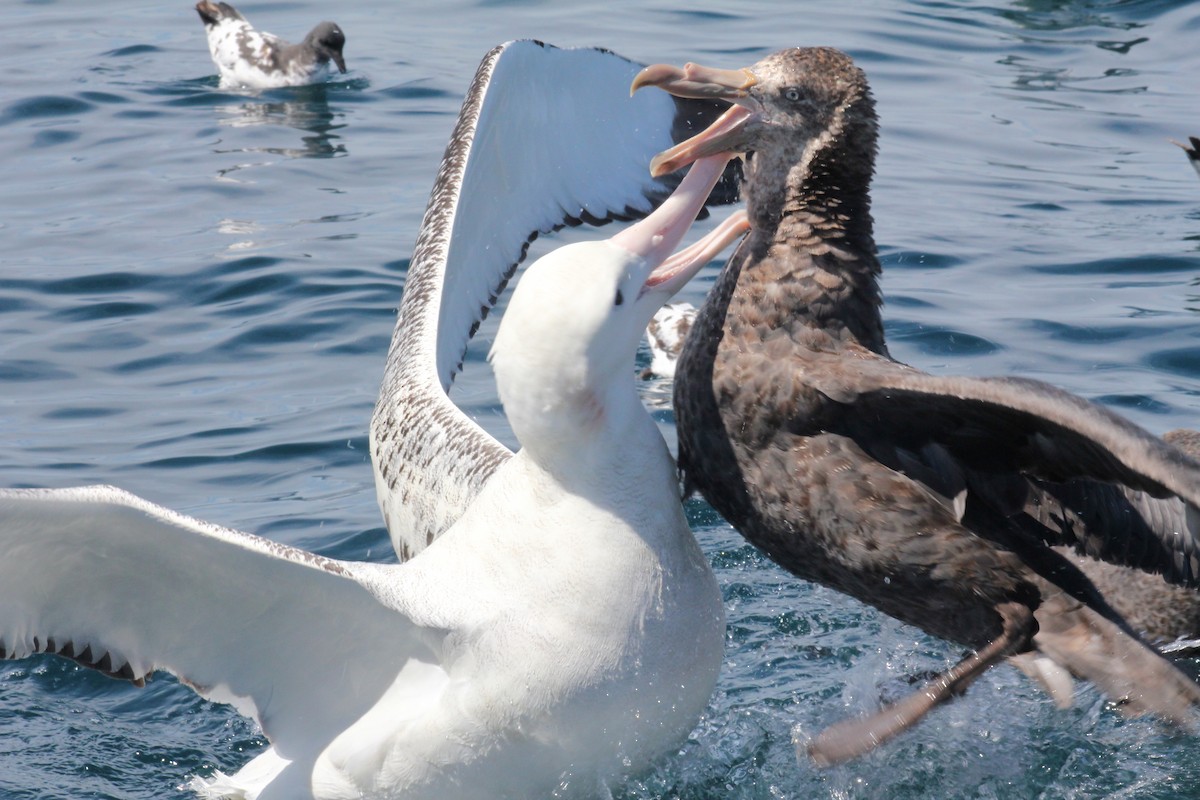Antipodean Albatross (Gibson's) - ML631916826