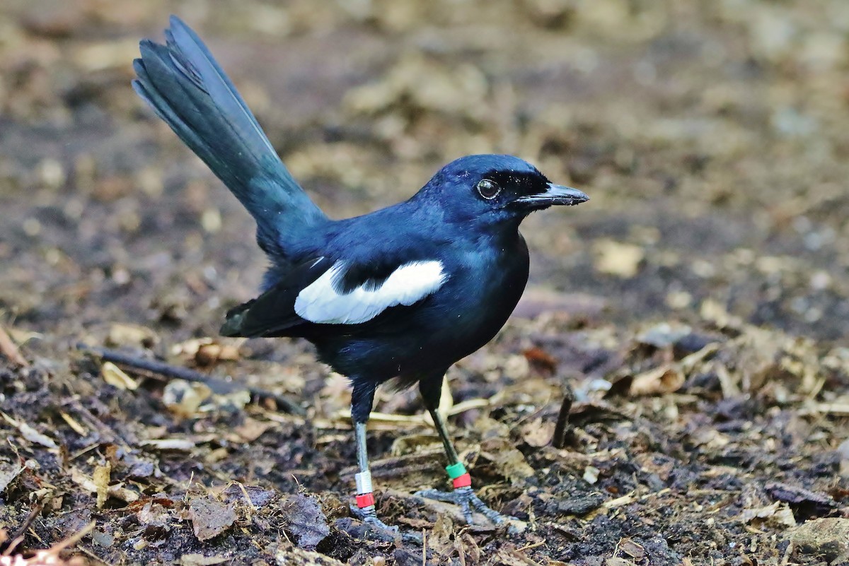Seychelles Magpie-Robin - ML631916856