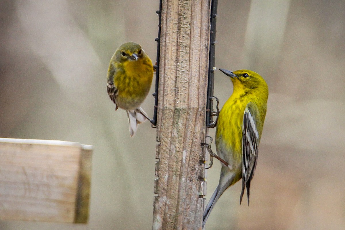 Pine Warbler - ML631916901