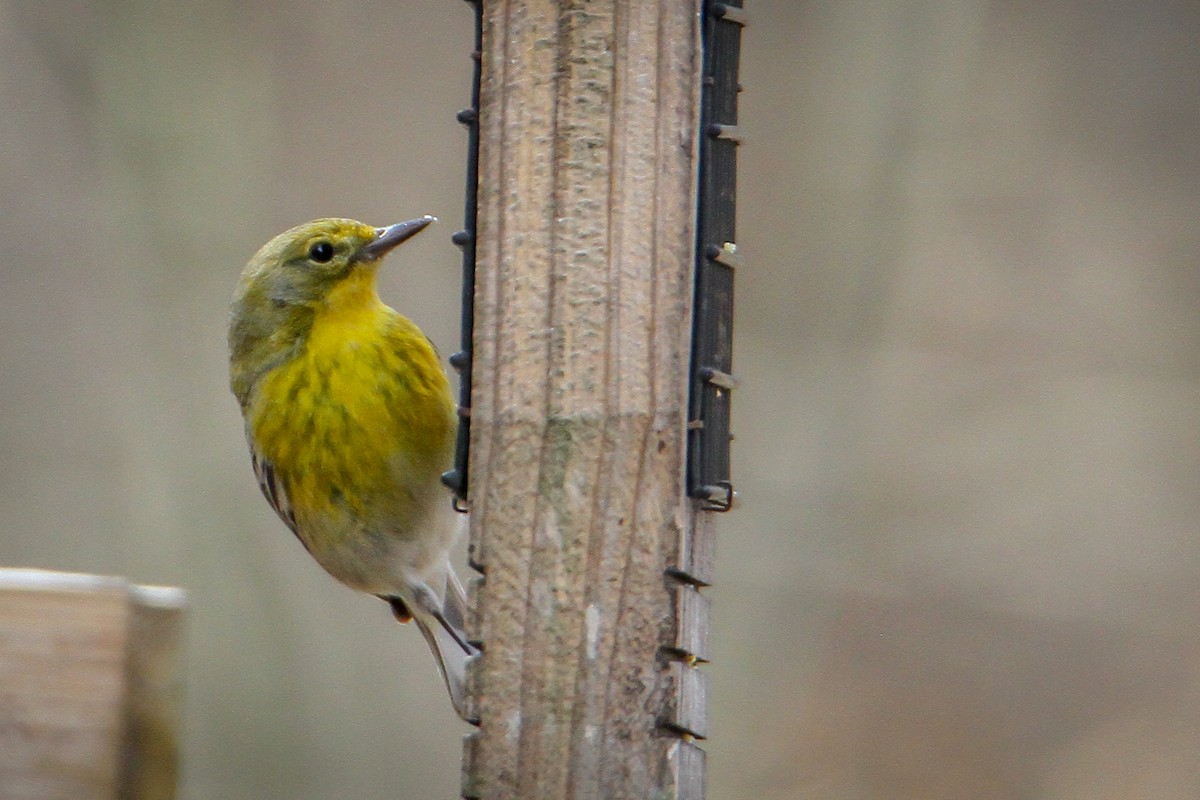 Pine Warbler - ML631916903