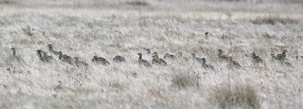 Little Bustard - ML631917003