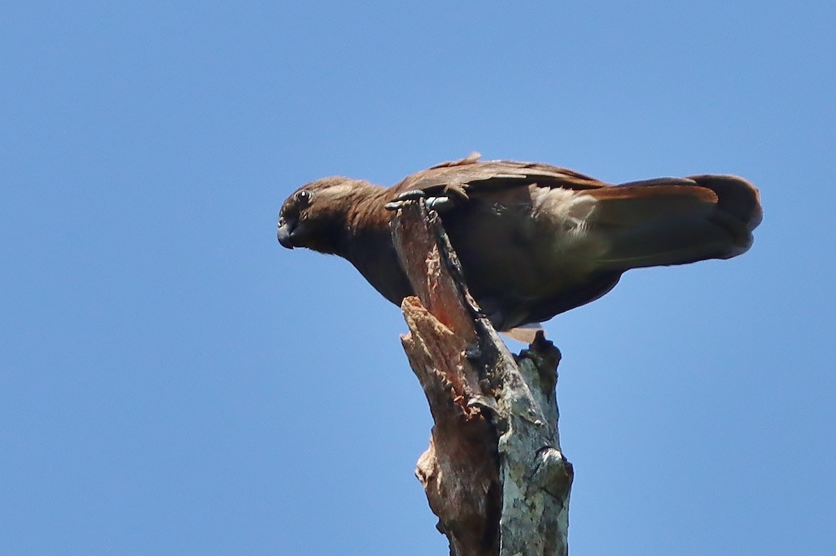 Seychelles Parrot - ML631917010