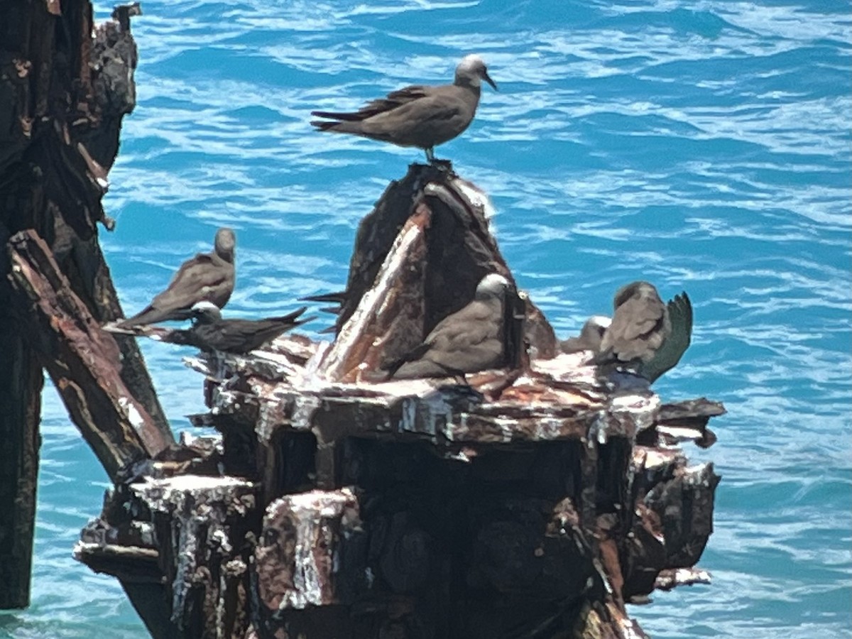 Black Noddy - ML631917024