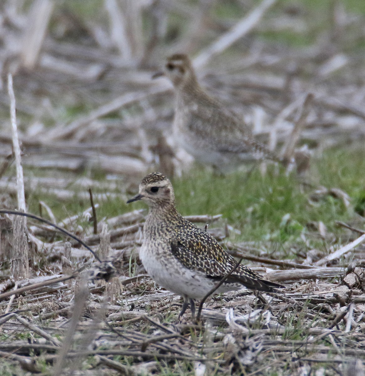 European Golden-Plover - ML631917058