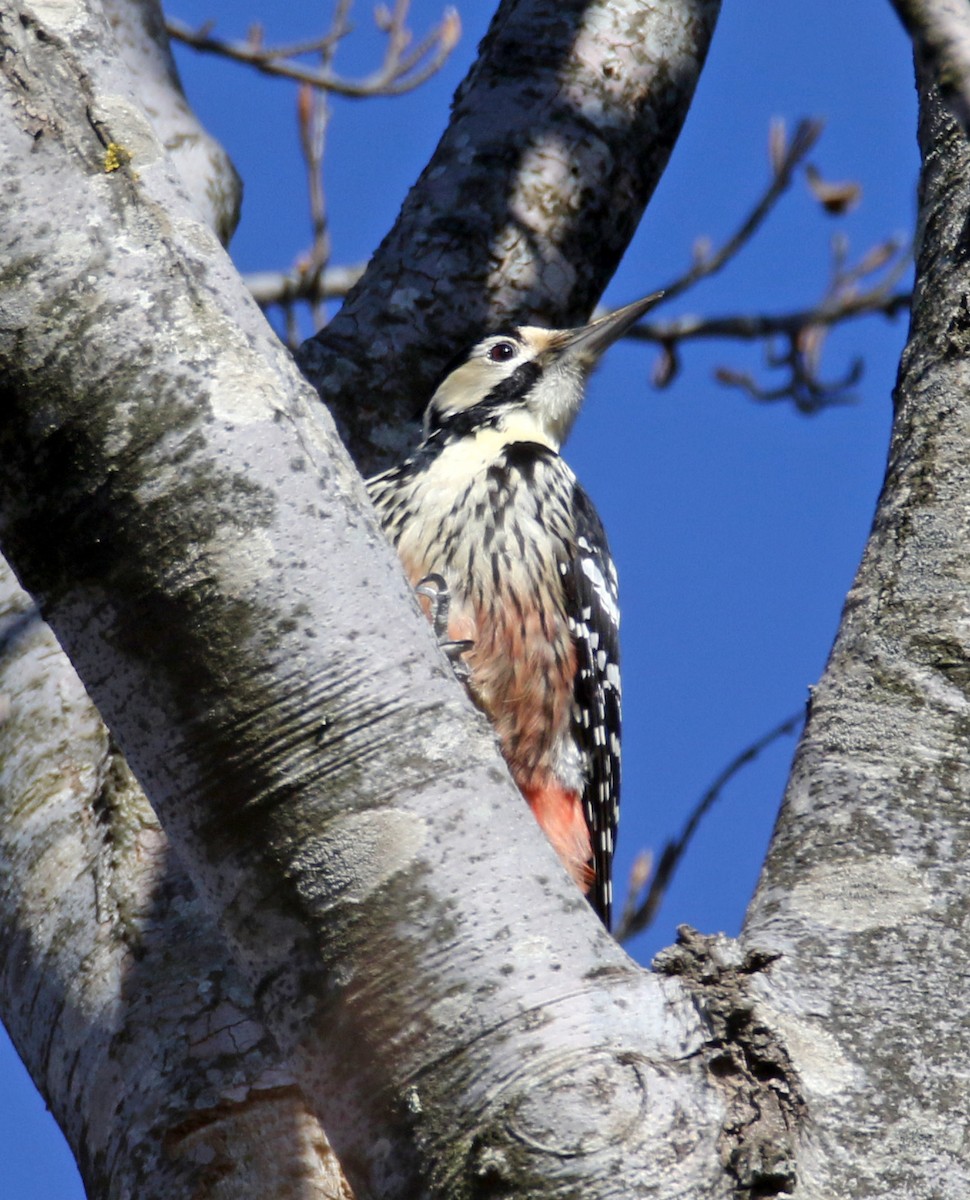 大赤啄木 - ML631917085