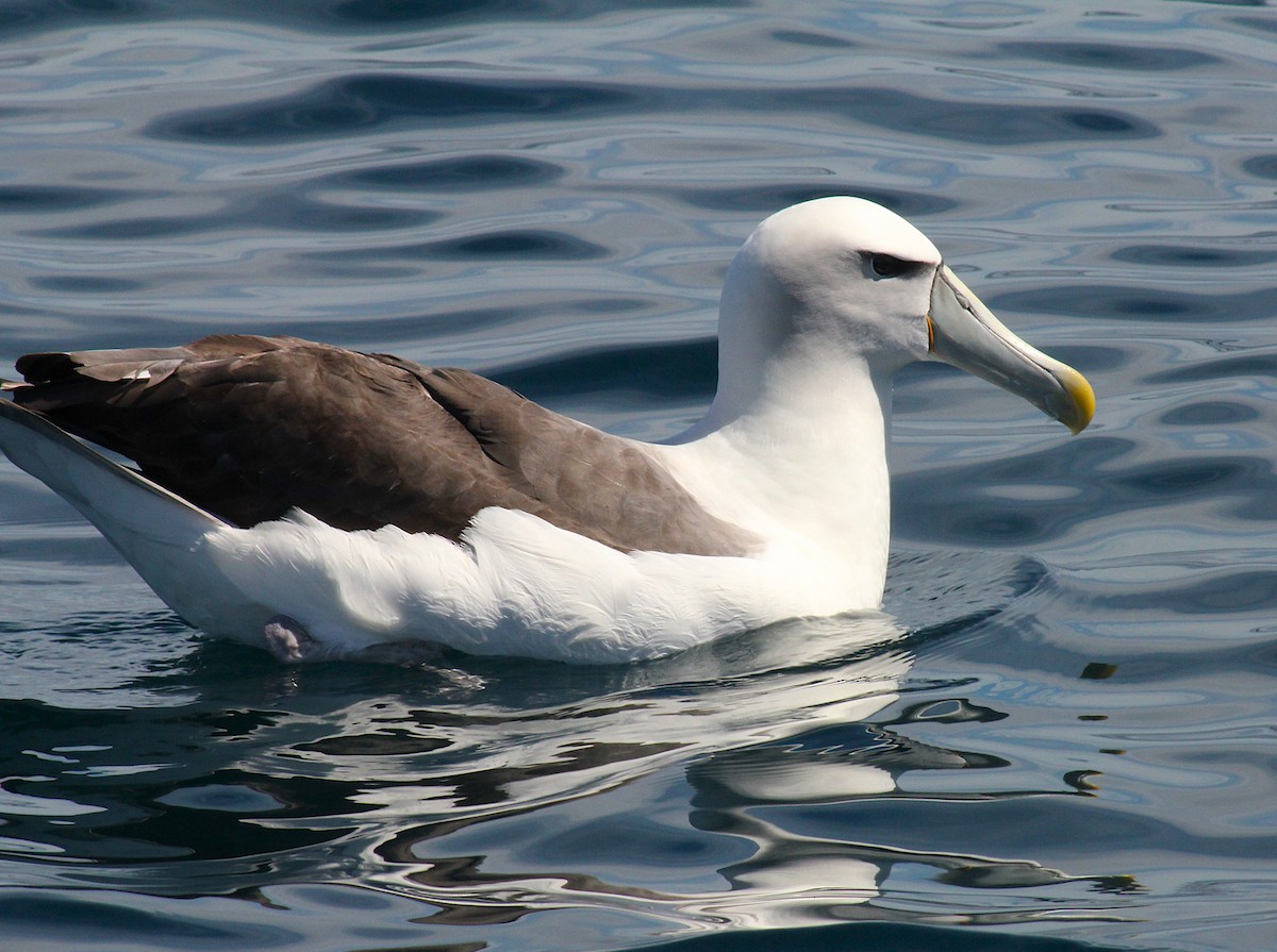 White-capped Albatross (steadi) - ML631917090