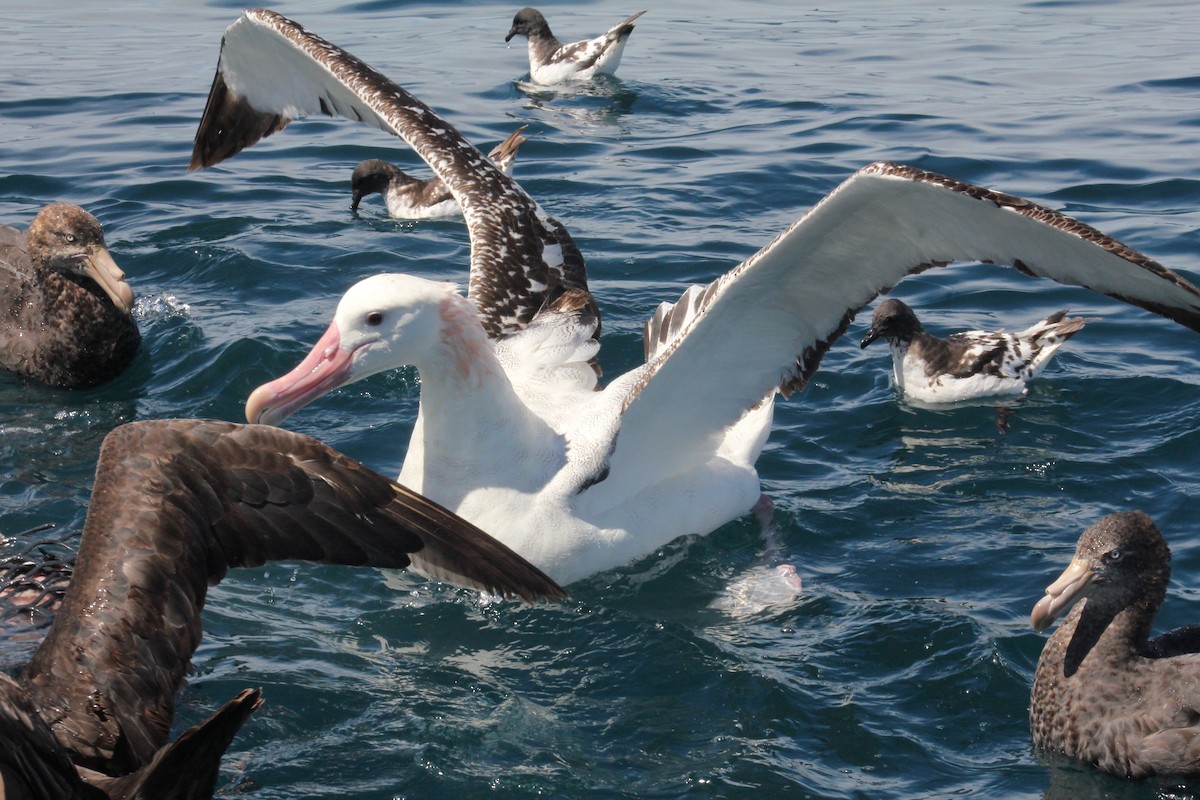 Antipodean Albatross (Gibson's) - ML631917122