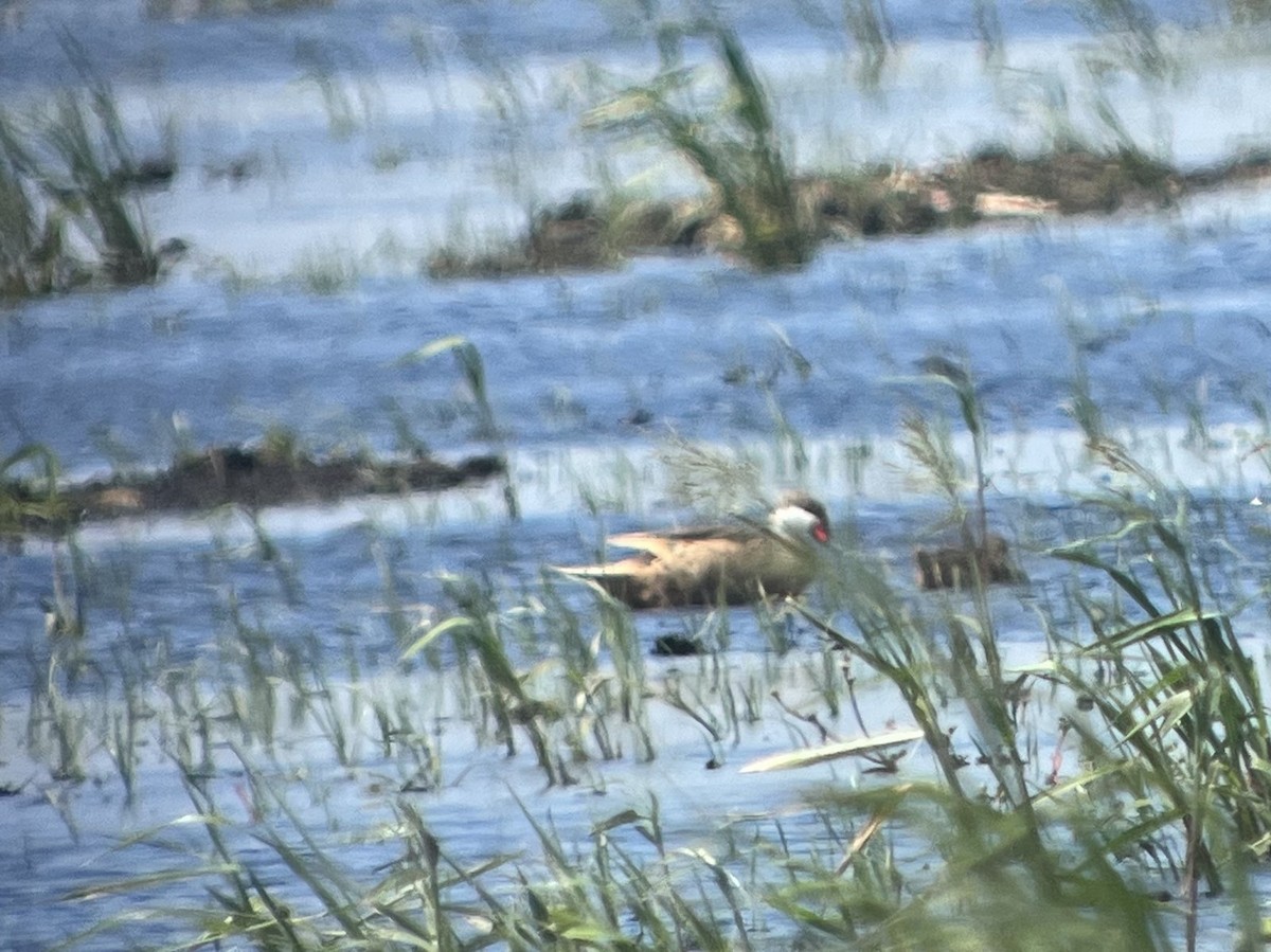 White-cheeked Pintail - ML631917157
