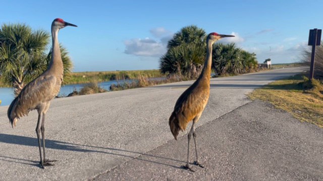 Sandhill Crane - ML631917177