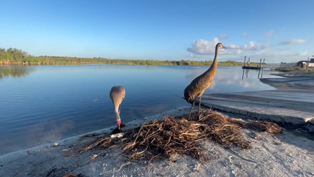 Sandhill Crane - ML631917178