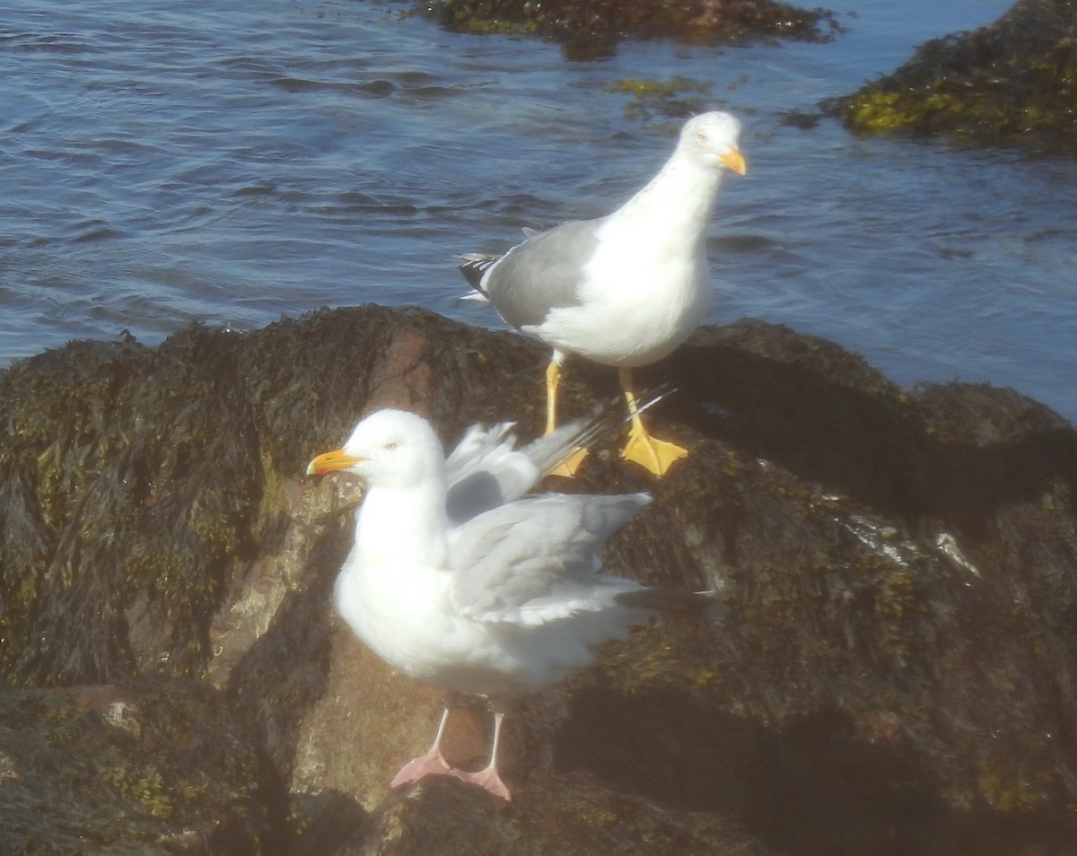 ML631917302 - Larus sp. - Macaulay Library