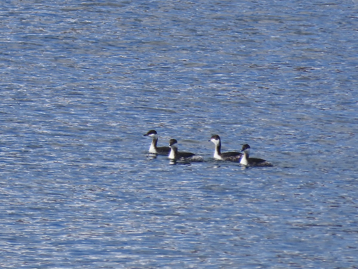 Horned Grebe - ML631917327