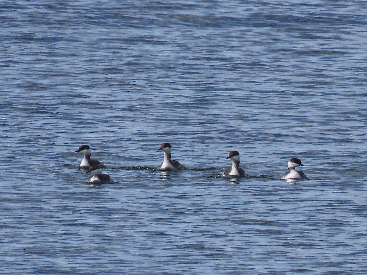 Horned Grebe - ML631917328
