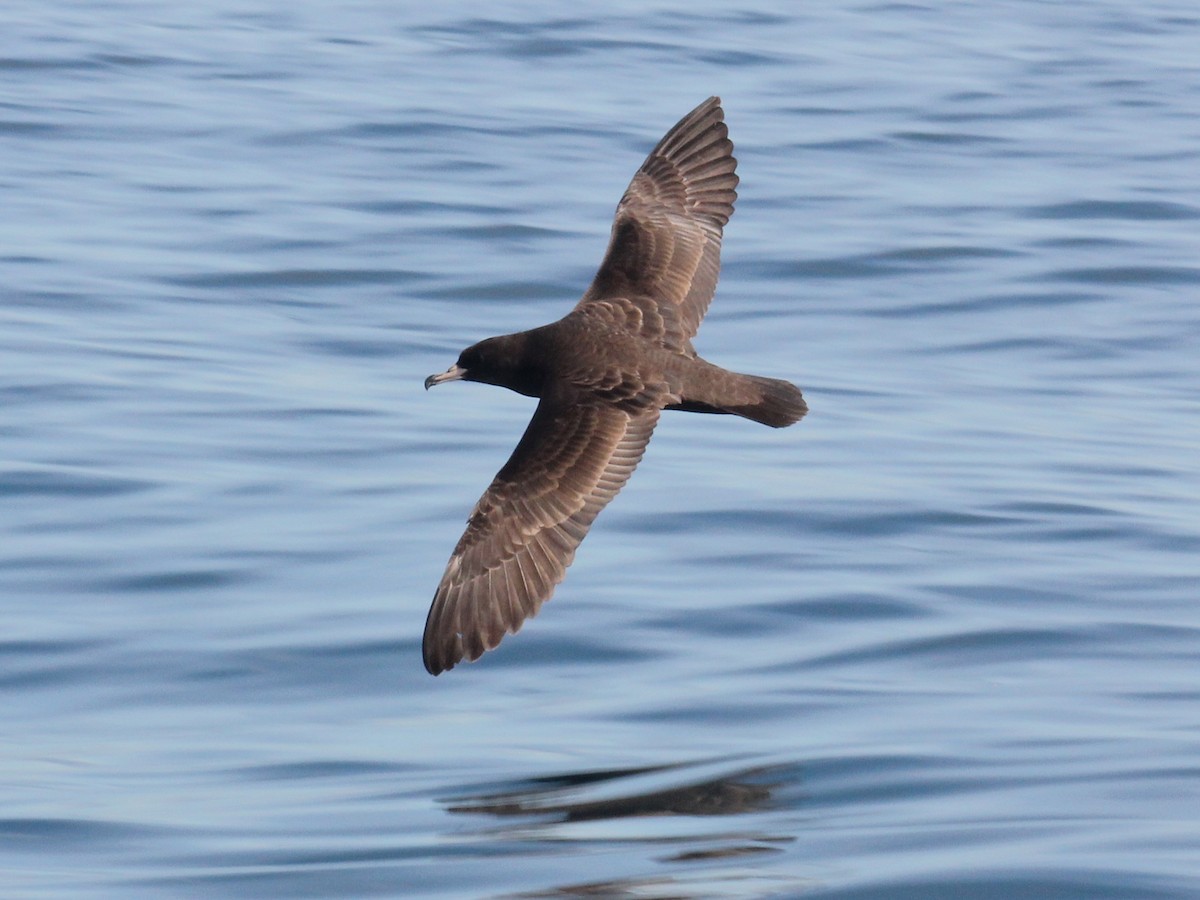 Flesh-footed Shearwater - ML631917349