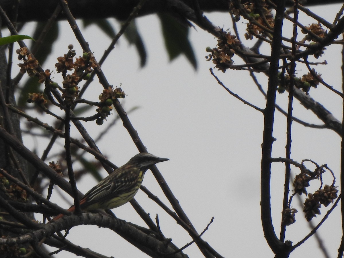 Sulphur-bellied Flycatcher - ML631917431
