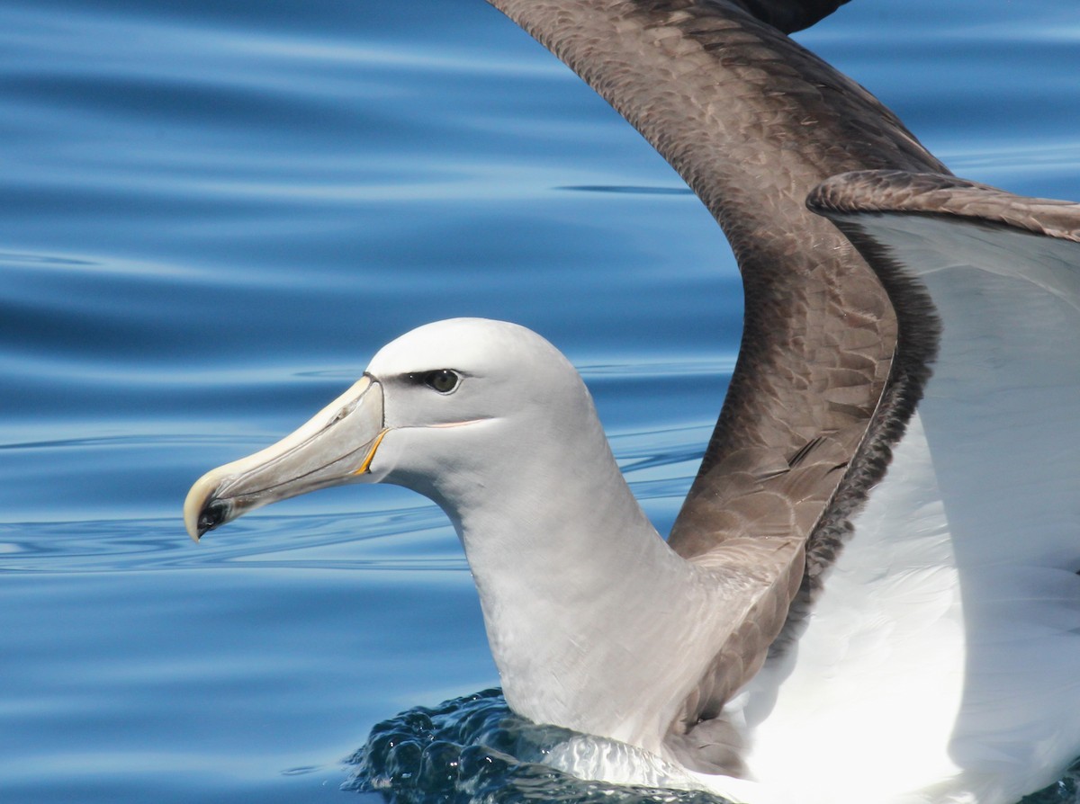 Salvin's Albatross - ML631917432