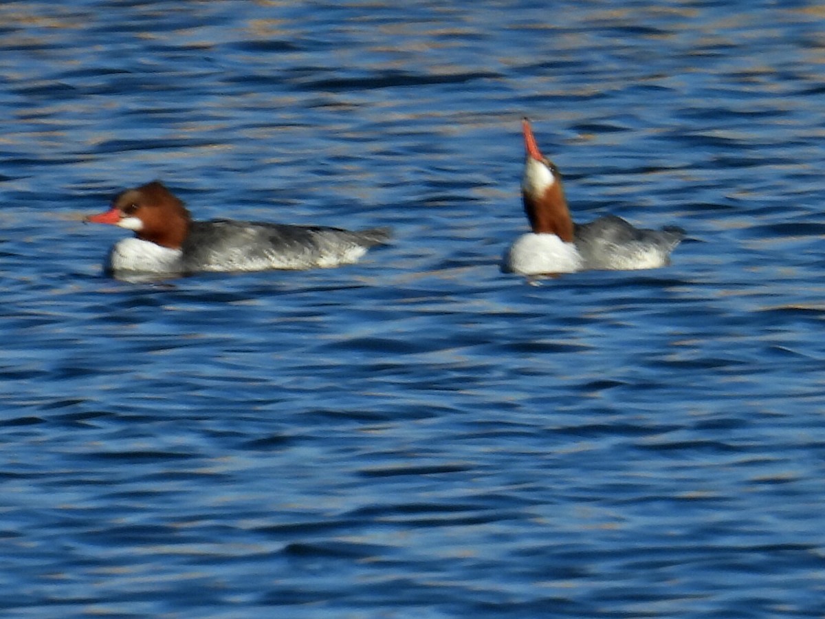 Common Merganser - ML631917436