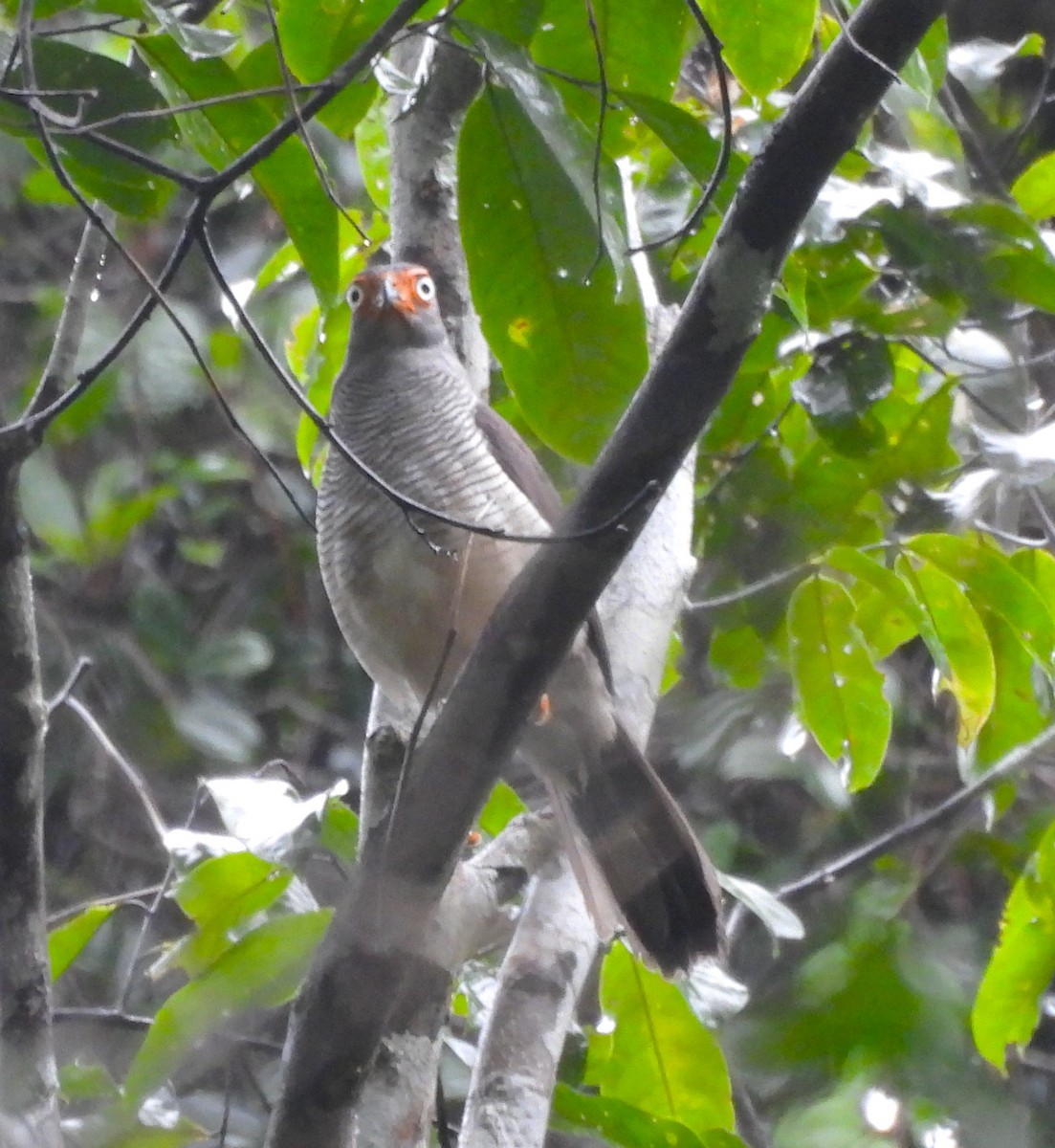 Lined Forest-Falcon - ML631917471