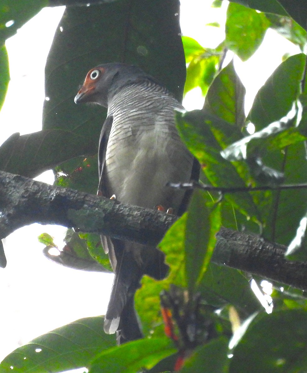 Lined Forest-Falcon - ML631917472