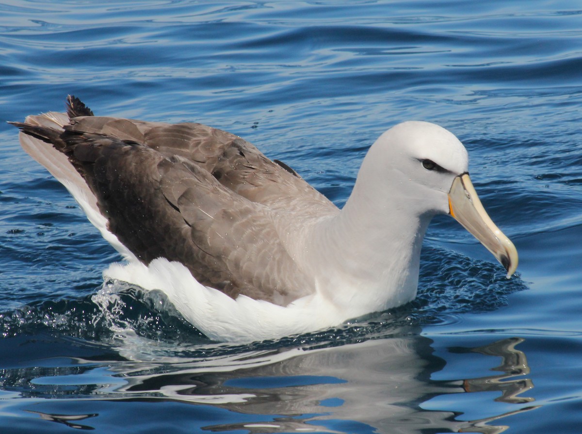 Salvin's Albatross - ML631917550