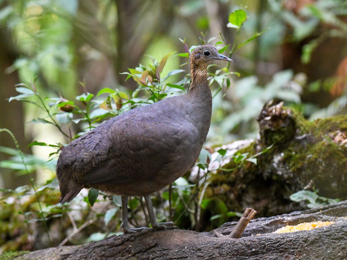 Solitary Tinamou - ML631917555
