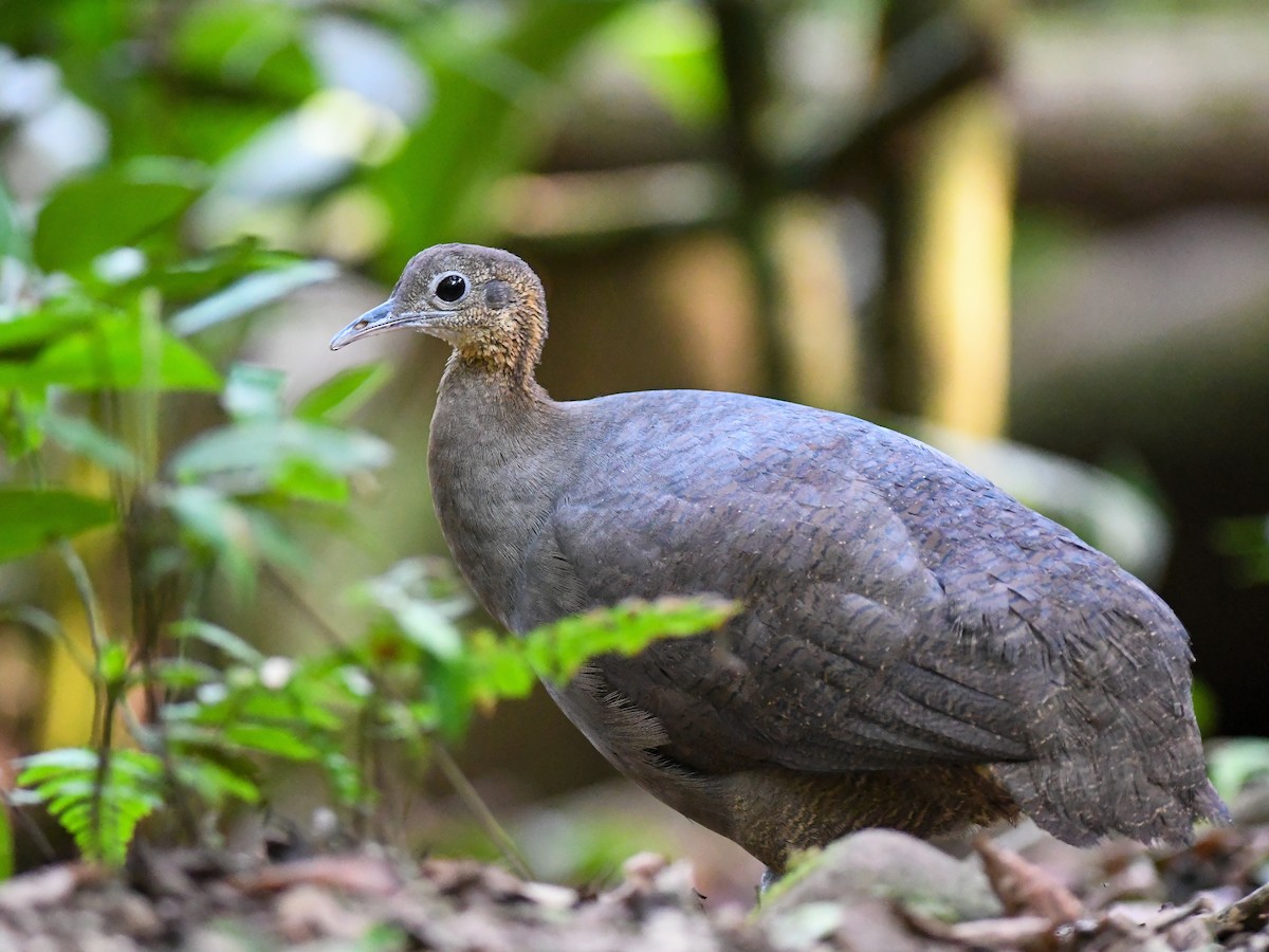 Solitary Tinamou - ML631917556