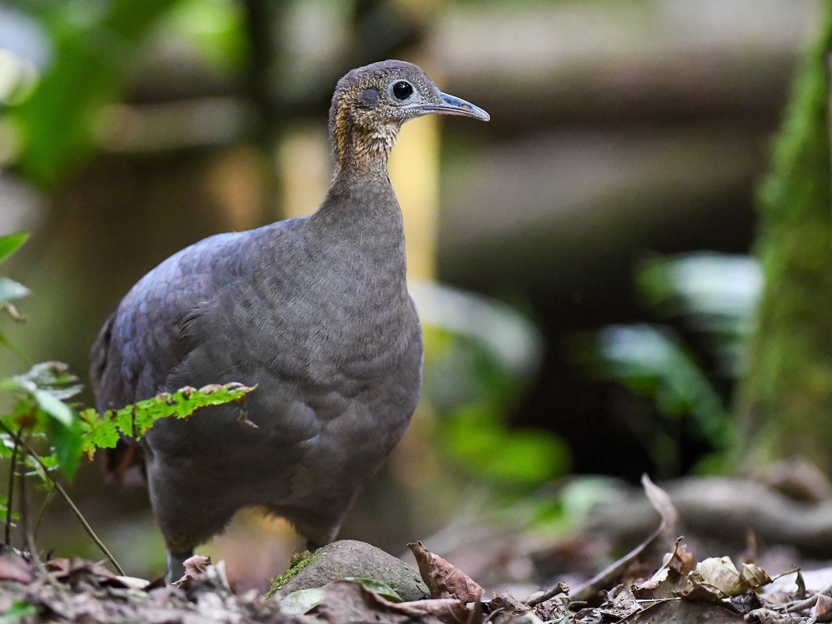 Solitary Tinamou - ML631917557